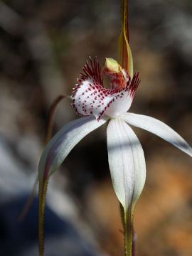 Caladenia longicauda