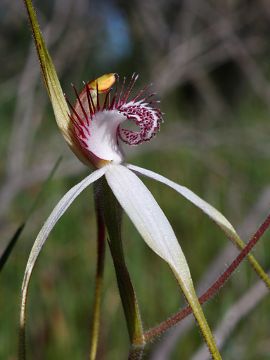 Caladenia longicauda