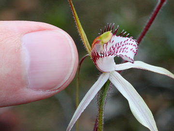 Caladenia longicauda