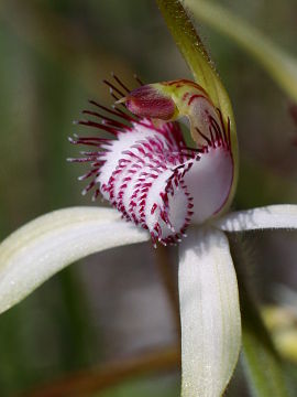 Caladenia longicauda