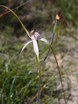 Caladenia longicauda