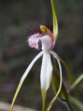 Caladenia longicauda