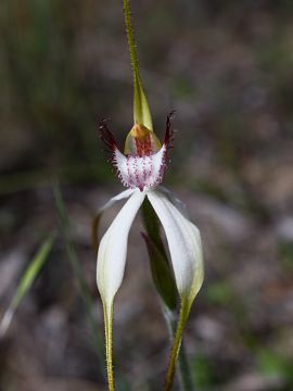 Caladenia longicauda