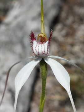 Caladenia longicauda