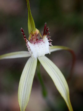 Caladenia longicauda