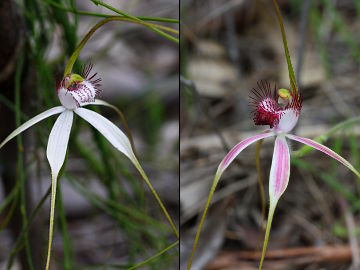 Caladenia longicauda × Caladenia lorea