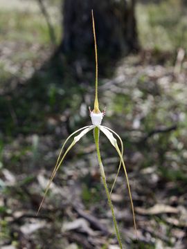 Caladenia longicauda × Caladenia uliginosa