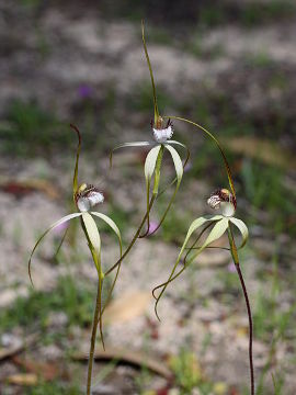 Caladenia longicauda × Caladenia uliginosa