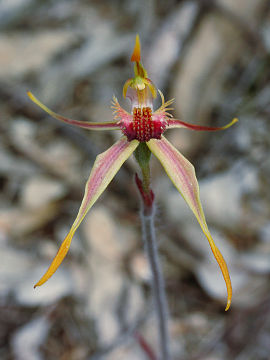 Caladenia longiclavata