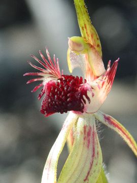 Caladenia longiclavata