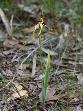 Caladenia longiclavata