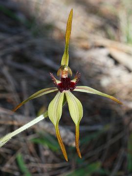 Caladenia longiclavata