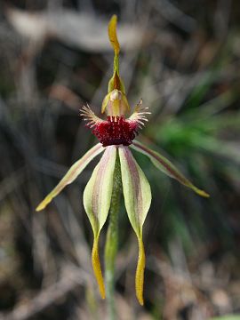 Caladenia longiclavata