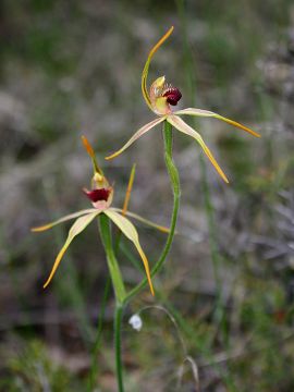 Caladenia longiclavata