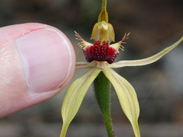 Caladenia longiclavata