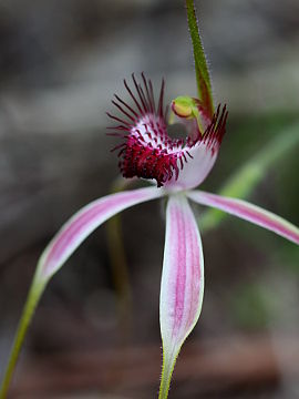 Caladenia lorea