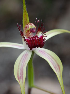 Caladenia lorea