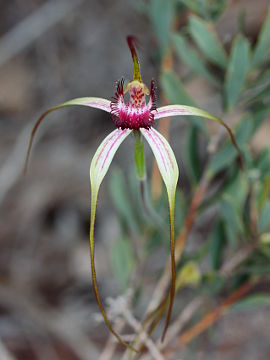 Caladenia lorea