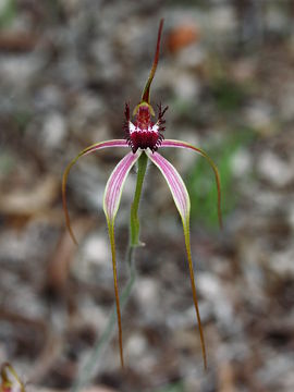 Caladenia lorea