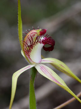Caladenia lorea Caladenia lorea