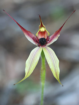 Caladenia macrostylis