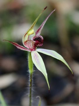 Caladenia macrostylis