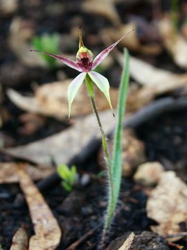 Caladenia macrostylis