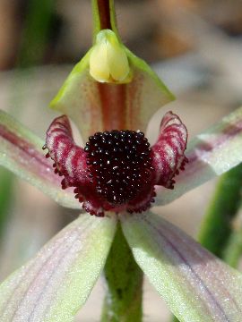 Caladenia macrostylis