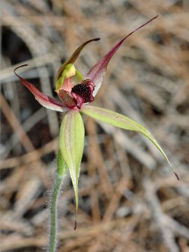 Caladenia macrostylis