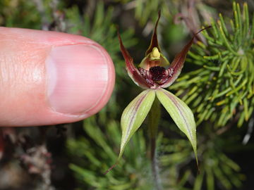 Caladenia macrostylis