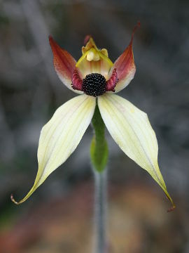 Caladenia macrostylis
