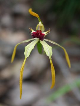 Caladenia magniclavata