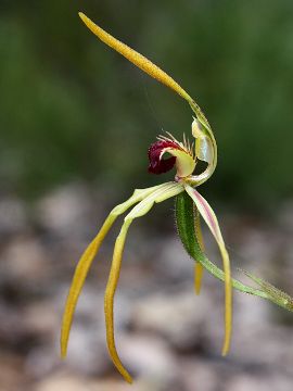 Caladenia magniclavata