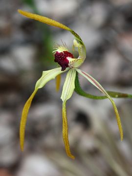 Caladenia magniclavata