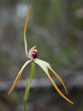 Caladenia magniclavata