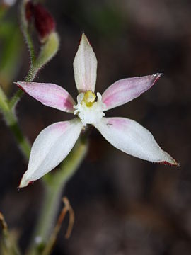 Caladenia marginata Caladenia marginata