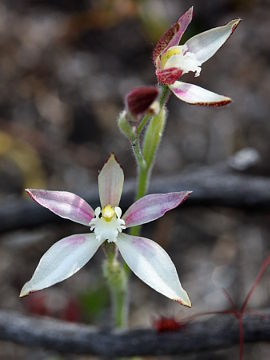 Caladenia marginata Caladenia marginata