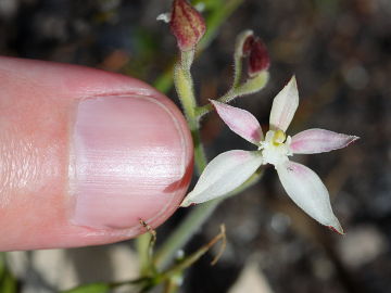 Caladenia marginata Caladenia marginata