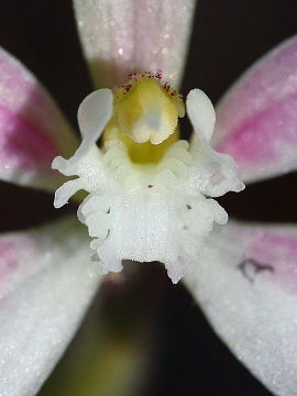 Caladenia marginata Caladenia marginata