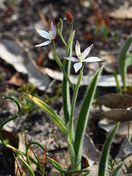 Caladenia marginata Caladenia marginata