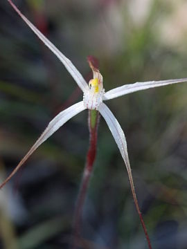 Caladenia microchila Caladenia microchila