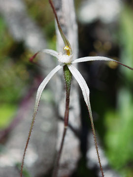 Caladenia microchila Caladenia microchila