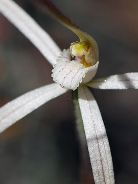 Caladenia microchila Caladenia microchila