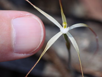 Caladenia microchila Caladenia microchila