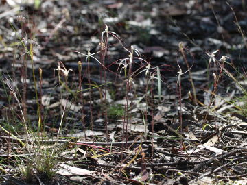 Caladenia microchila Caladenia microchila