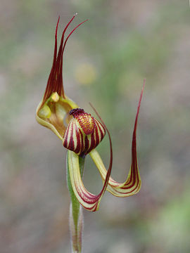 Caladenia multiclavia Caladenia multiclavia