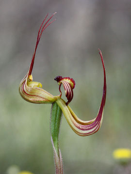 Caladenia multiclavia Caladenia multiclavia