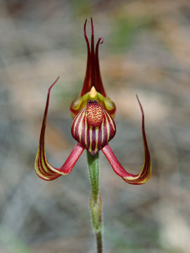 Caladenia multiclavia Caladenia multiclavia