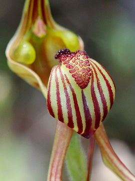 Caladenia multiclavia Caladenia multiclavia