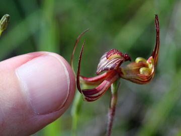 Caladenia multiclavia Caladenia multiclavia
